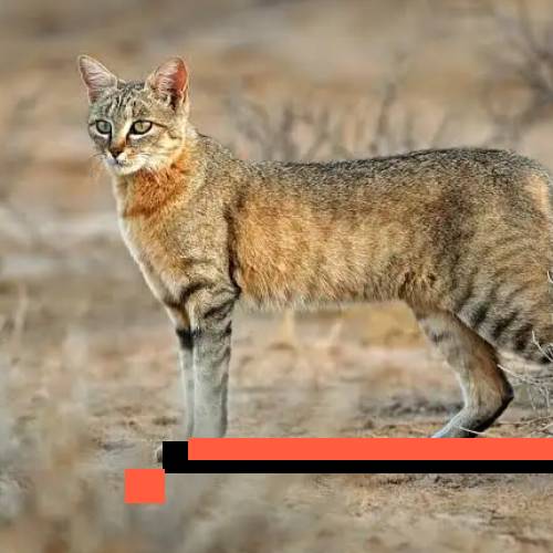 african wildcat