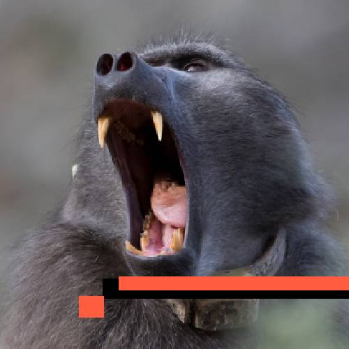 baboon
