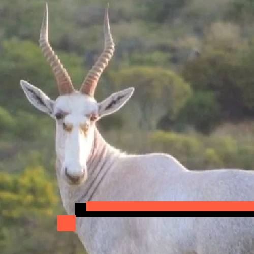 blesbuck (white)