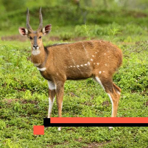 bushbuck