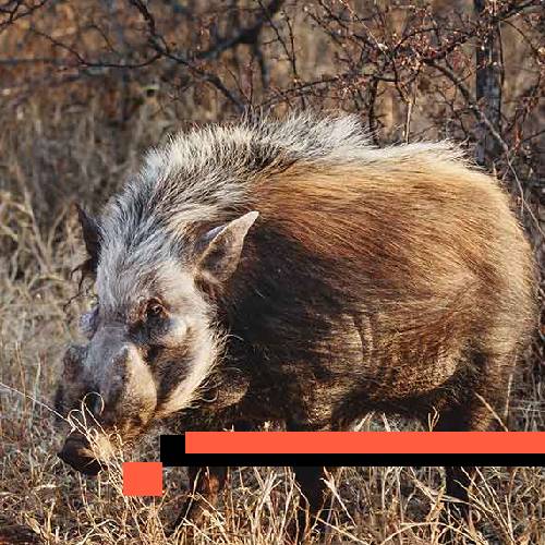 bushpig