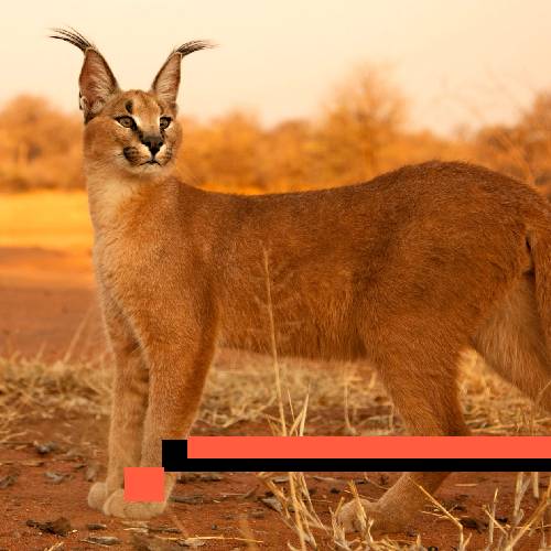 caracal