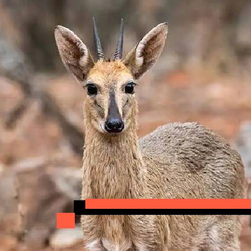 common duiker