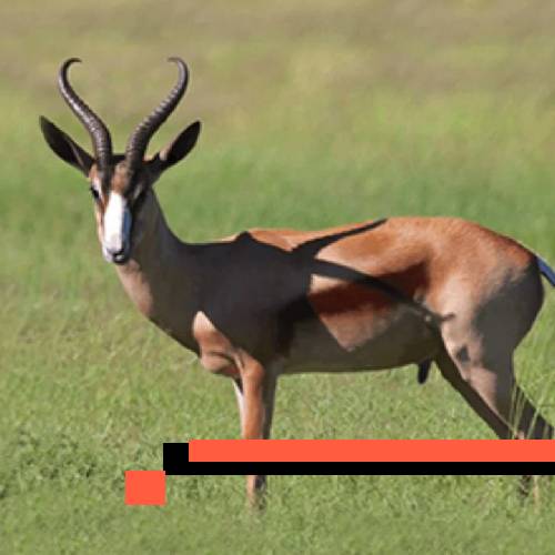 copper springbuck new