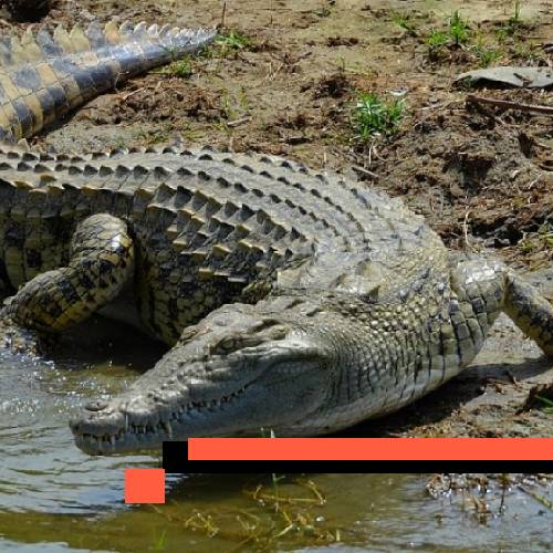 crocodile