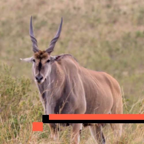 eland