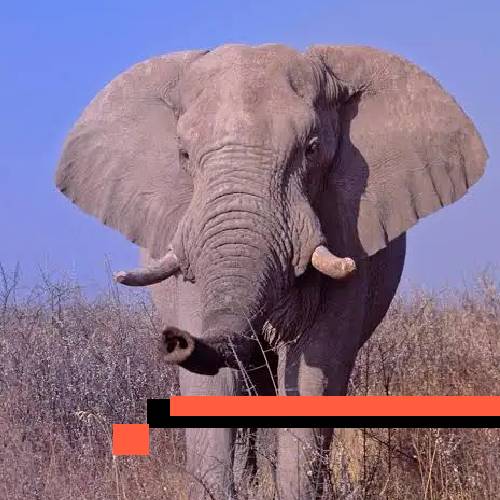 elephant