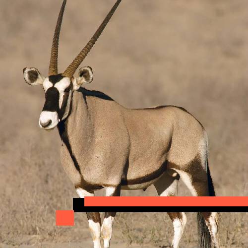 gemsbuck