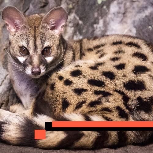 genet