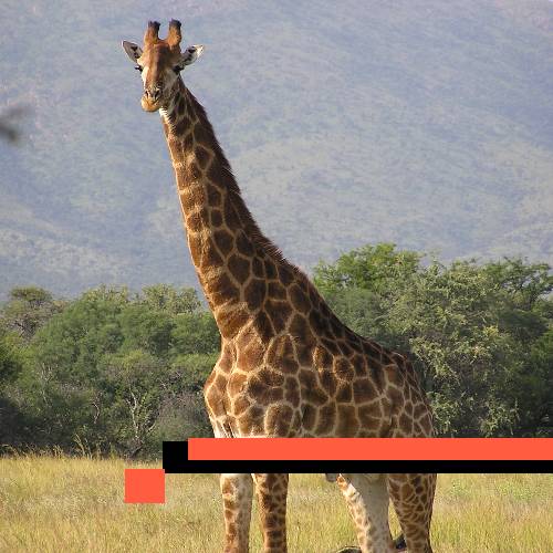 giraffe