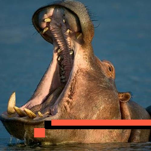 hippo