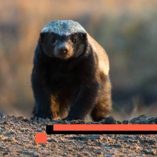 honey badger