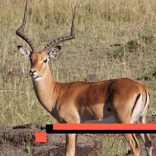 impala common