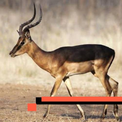 impala saddleback