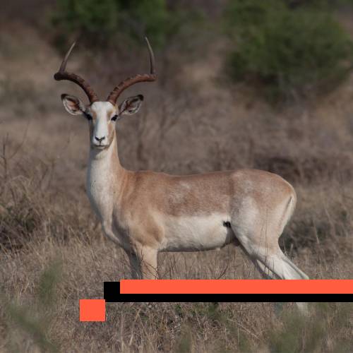 impala white flank