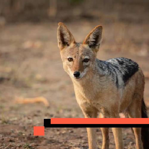 jackal