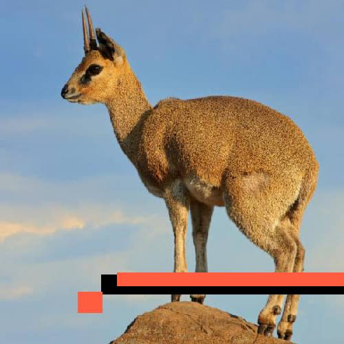 klipspringer