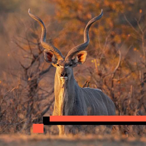 kudu