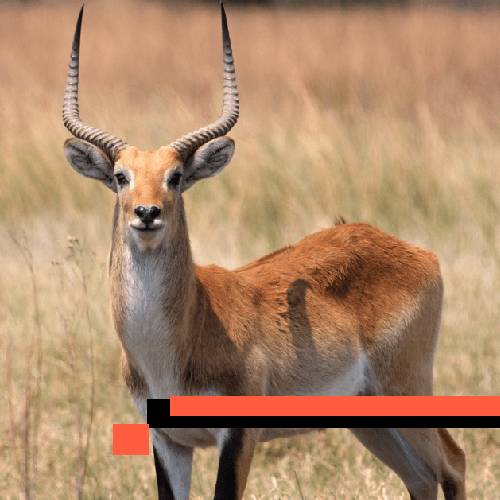 lechwe