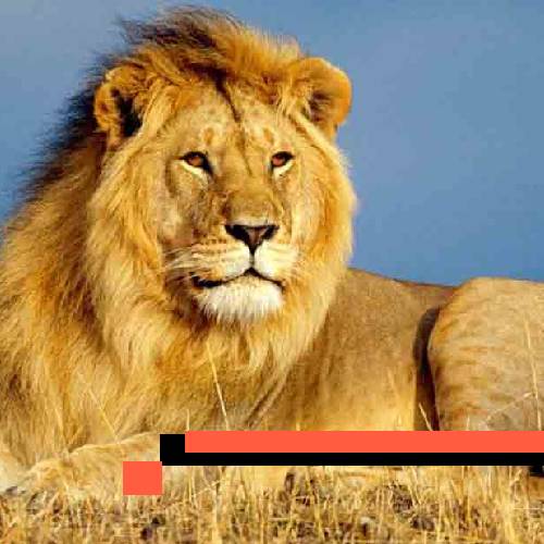 lion