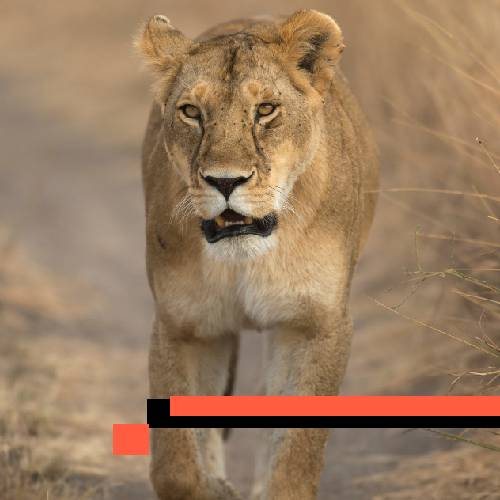 lioness
