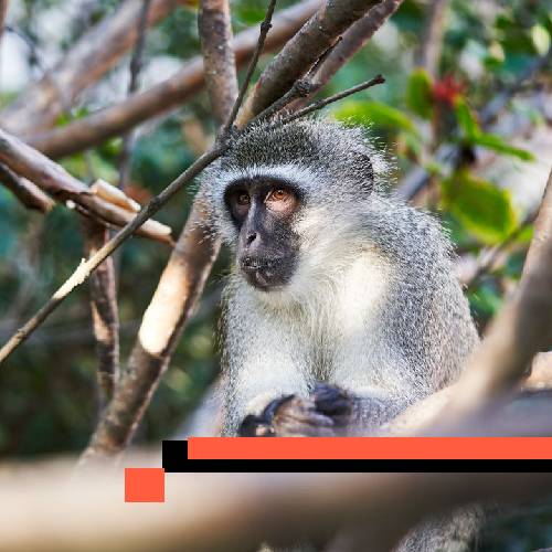 monkey (vervet)