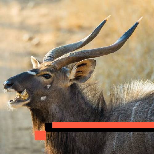 nyala