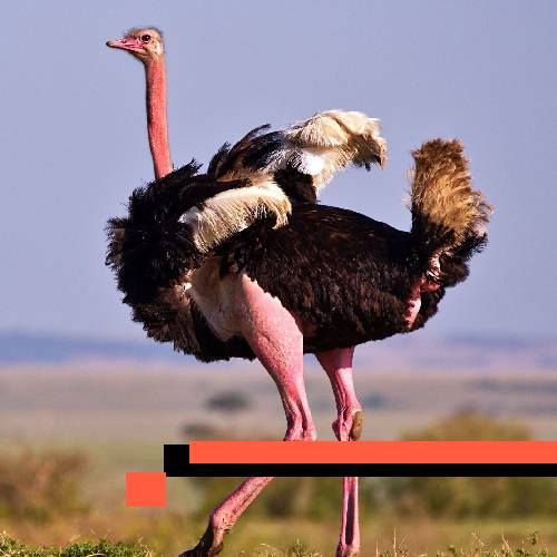 ostrich