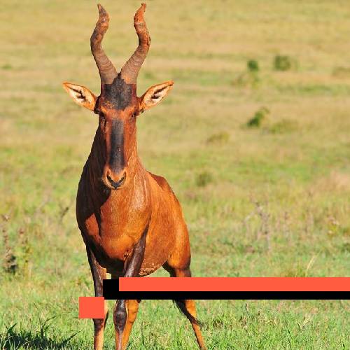 red hartebeest