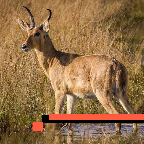 reedbuck