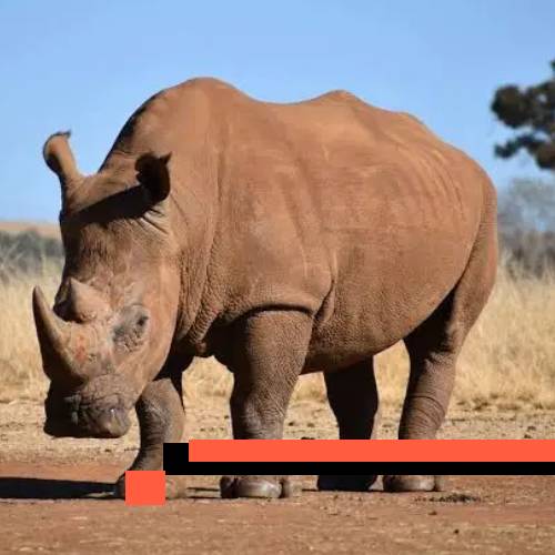rhino