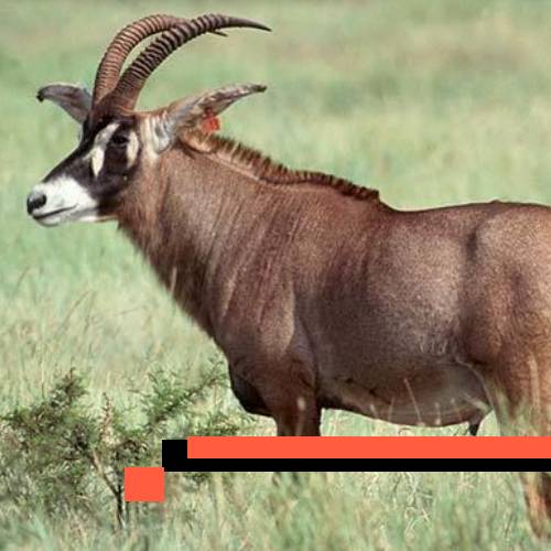 roan