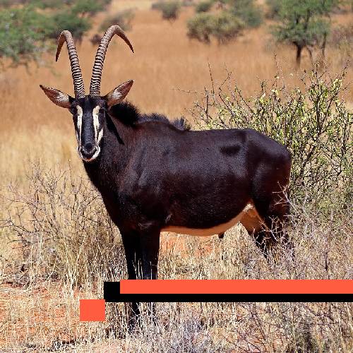 sable