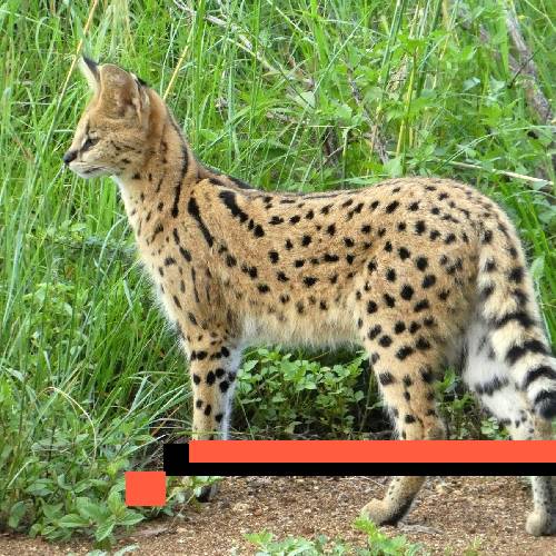 serval