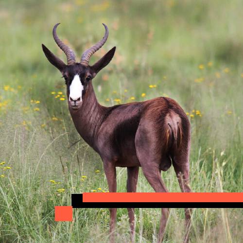 springbuck (black)
