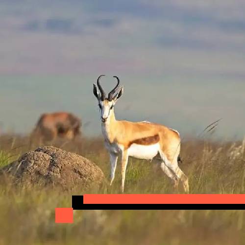 springbuck (common)