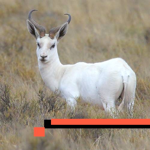 springbuck (white)