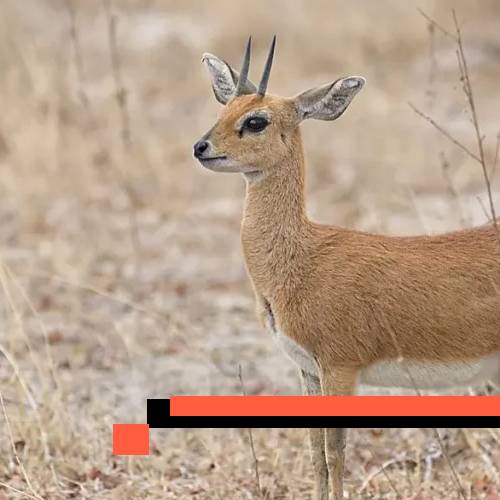 steenbuck