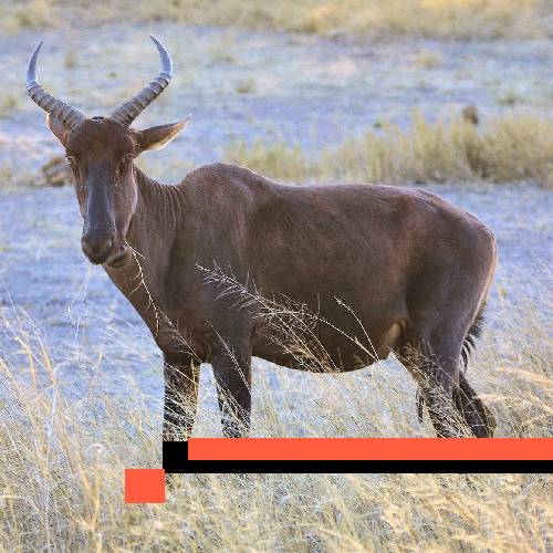 tsessebe