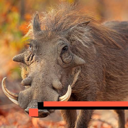 warthog