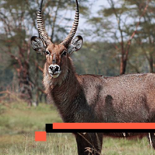 waterbuck