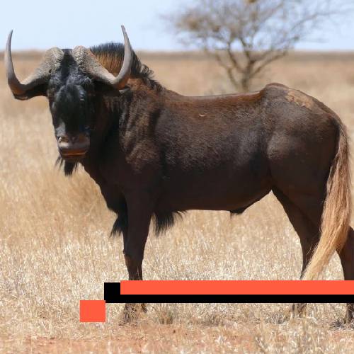 wildebeest (black)