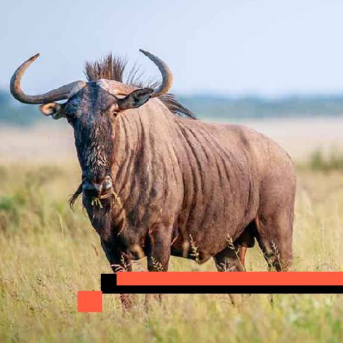 wildebeest (blue)