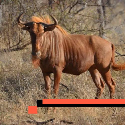 wildebeest (golden)