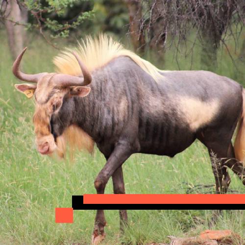 wildebeest king