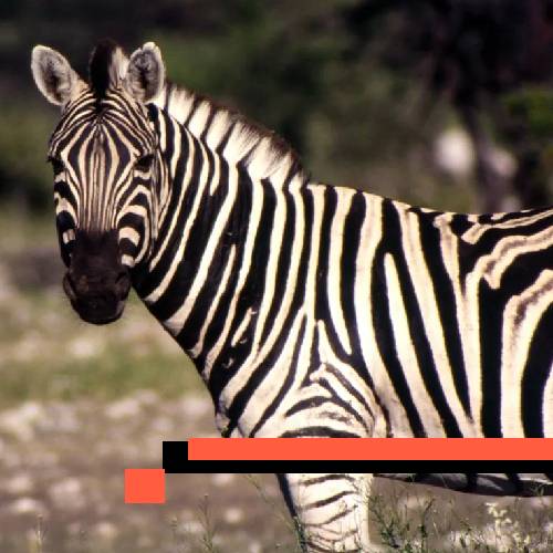 zebra